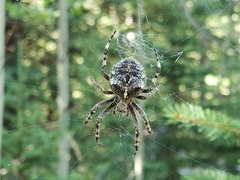 Araneus saevus