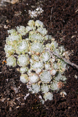 Sempervivum arachnoideum