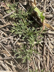 Glandularia aristigera