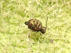 Dicyrtomidae