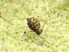 Dicyrtomidae