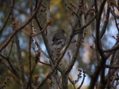 Turdus amaurochalinus