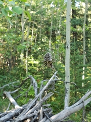 Araneus saevus