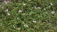 Richardia grandiflora