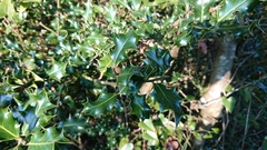 Ilex aquifolium