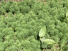 Myriophyllum aquaticum