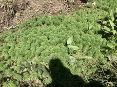 Myriophyllum aquaticum