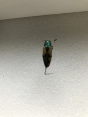 Buprestis viridisuturalis