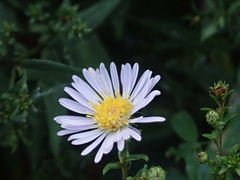 Symphyotrichum novi-belgii