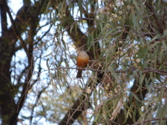 Turdus rufiventris