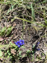 Gentiana