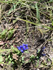 Gentiana