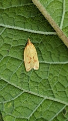 Sparganothis sulfureana