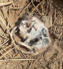 Peromyscus sonoriensis