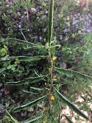 Chamaecrista
