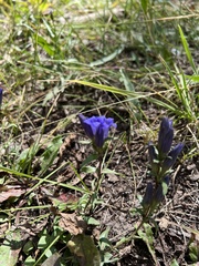 Gentiana