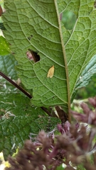 Sparganothis sulfureana