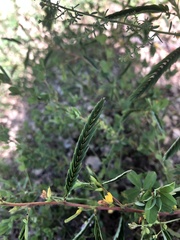 Chamaecrista