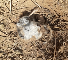 Peromyscus sonoriensis