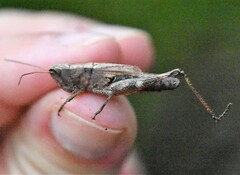 Chloealtis conspersa