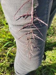 Sporobolus cryptandrus