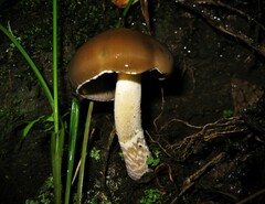 Psilocybe caerulescens