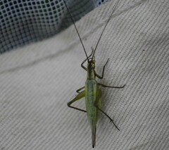 Oecanthus