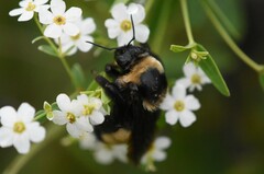 Bombus auricomus