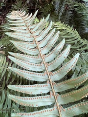Polystichum