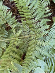 Dryopteris expansa