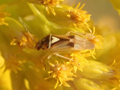 Orthops campestris