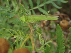 Phaneroptera falcata
