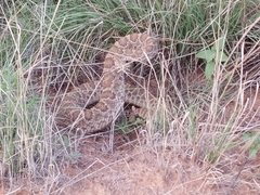 Crotalus viridis