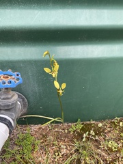 Diuris