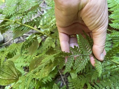 Dryopteris expansa
