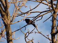 Molothrus rufoaxillaris
