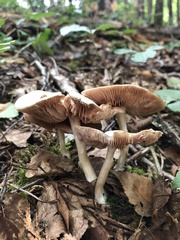 Cortinarius caperatus