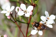 Cyphipelta rufocyanea
