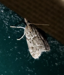 Eudonia heterosalis