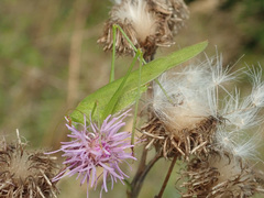 Phaneroptera falcata