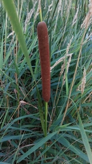 Typhaceae