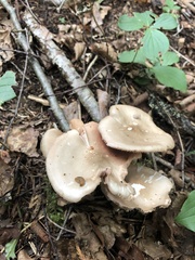 Cortinarius caperatus