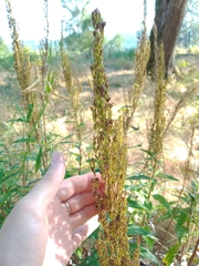 Artemisia suksdorfii