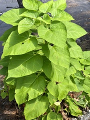 Catalpa