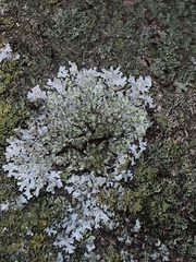 Evernia prunastri