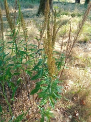 Artemisia suksdorfii