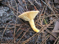 Lactifluus hygrophoroides