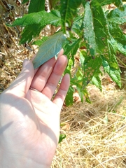 Artemisia suksdorfii
