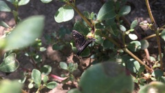 Hesperopsis alpheus