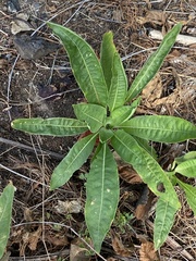 Oenothera